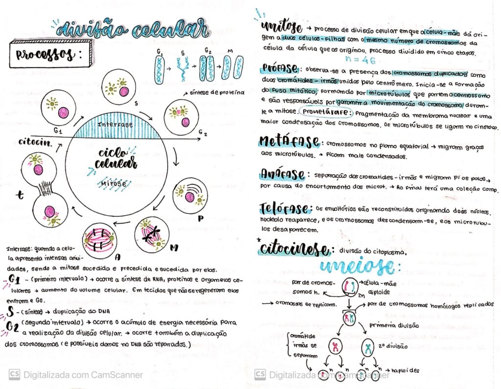 Mapa Mental Sobre Ciclo Celular Study Maps