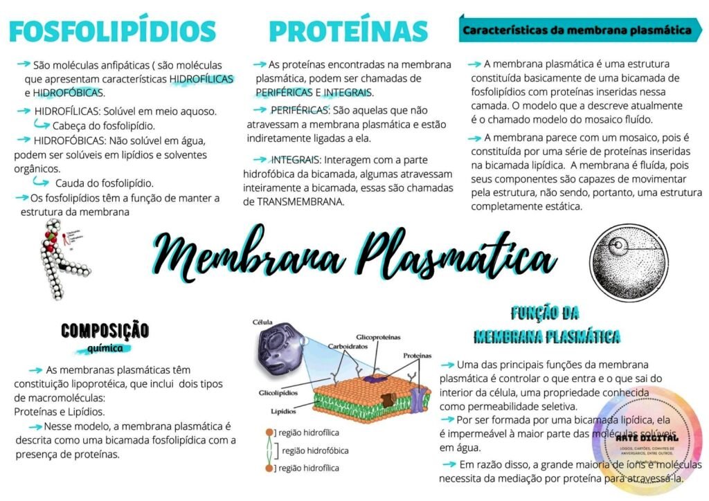 Mapa Mental Sobre Membrana Plasm Tica Study Maps