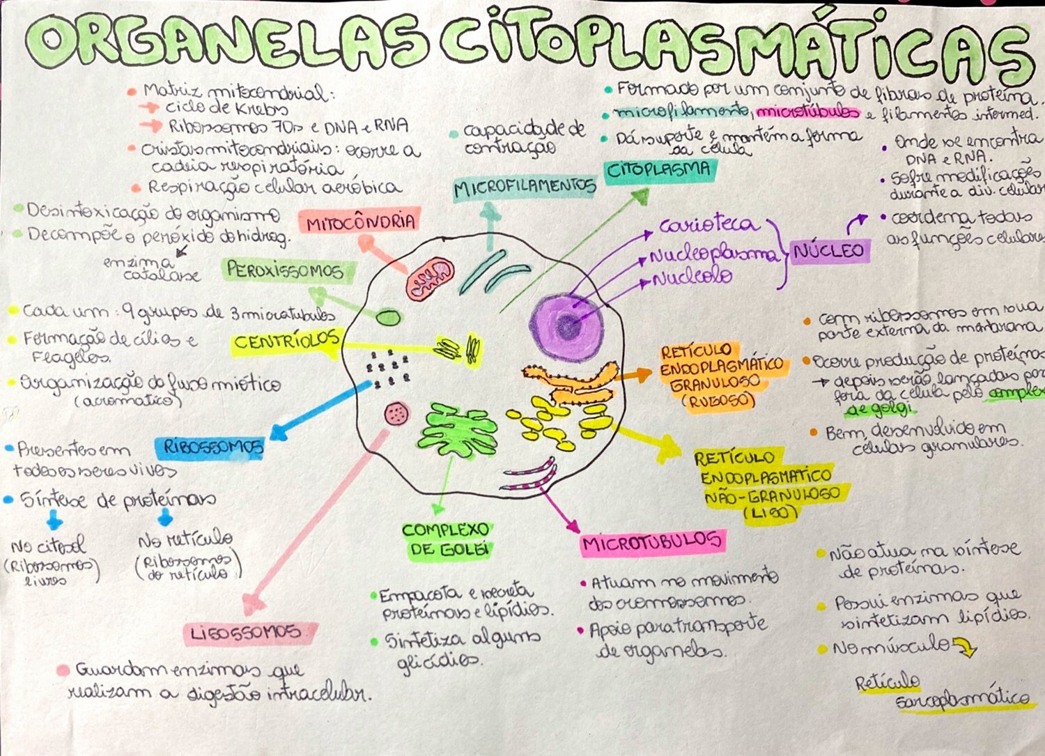 Mapas Mentais Sobre Organelas Citoplasm Ticas Study Maps The Hot Sex