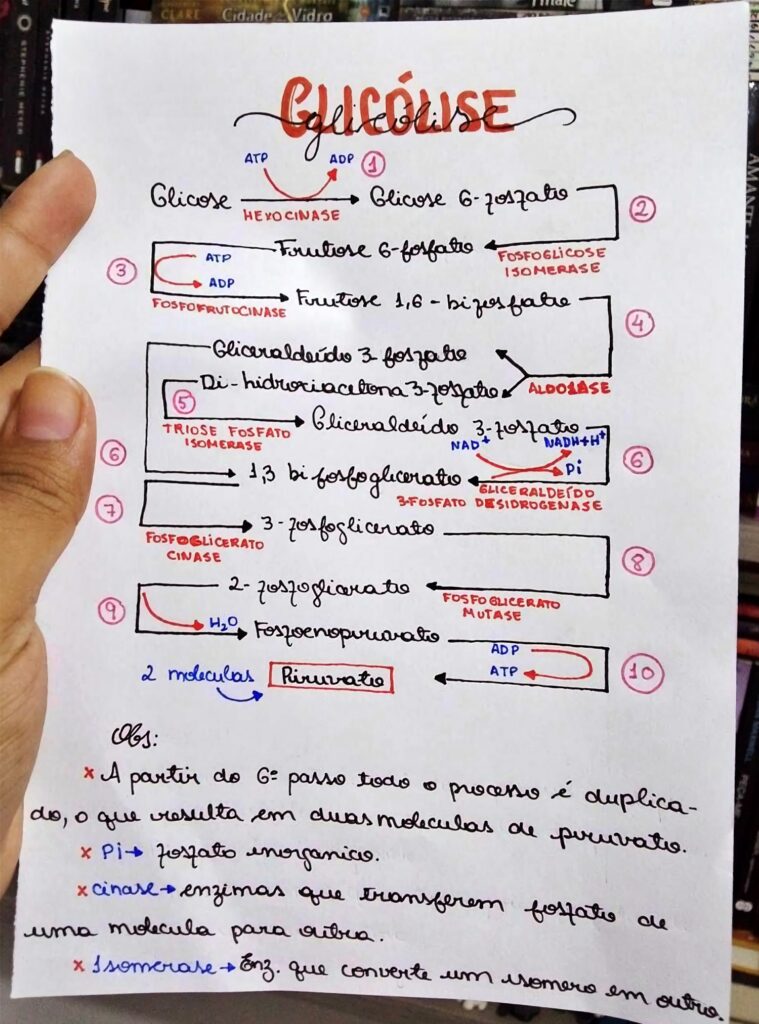 Mapa Mental Sobre Glic Lise Study Maps