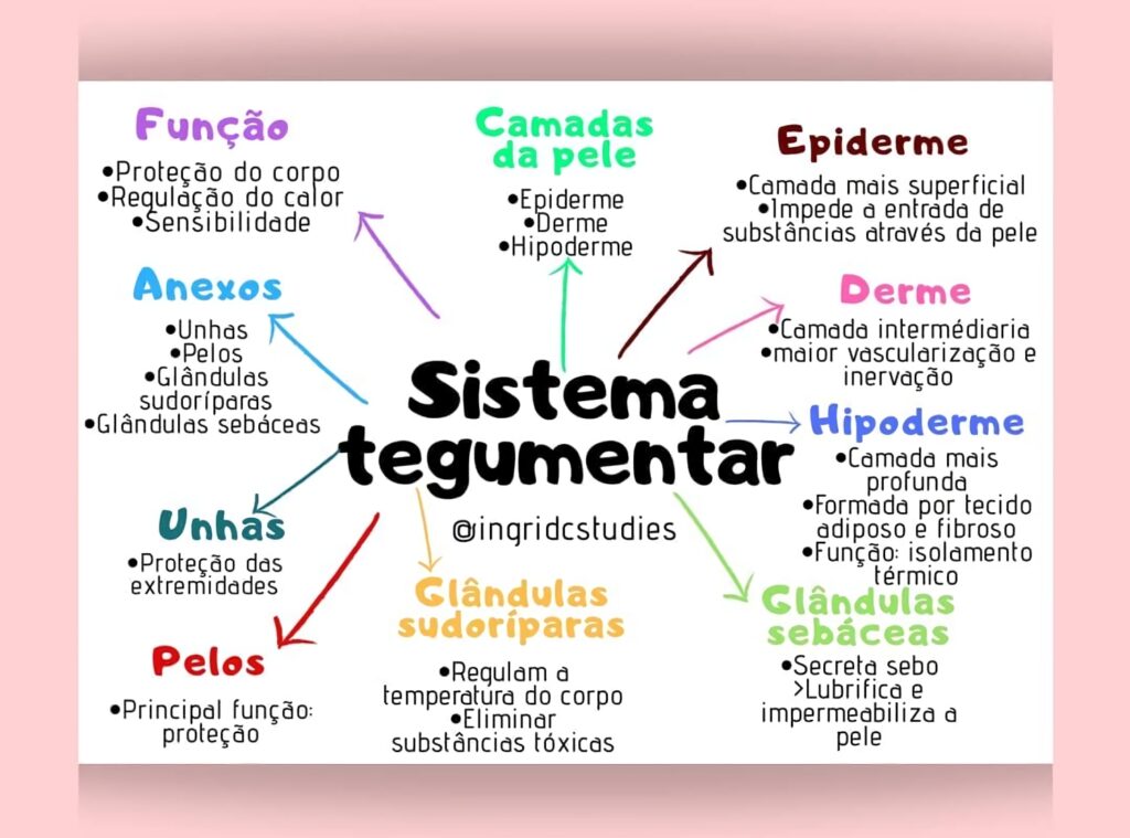 Mapas Mentais Sobre Sistema Tegumentar Study Maps The Best Porn Website