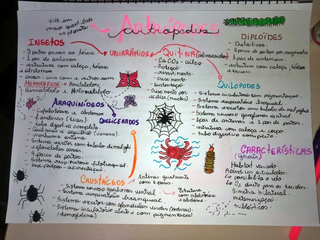 MAPA MENTAL SOBRE ARTRÓPODES STUDY MAPS