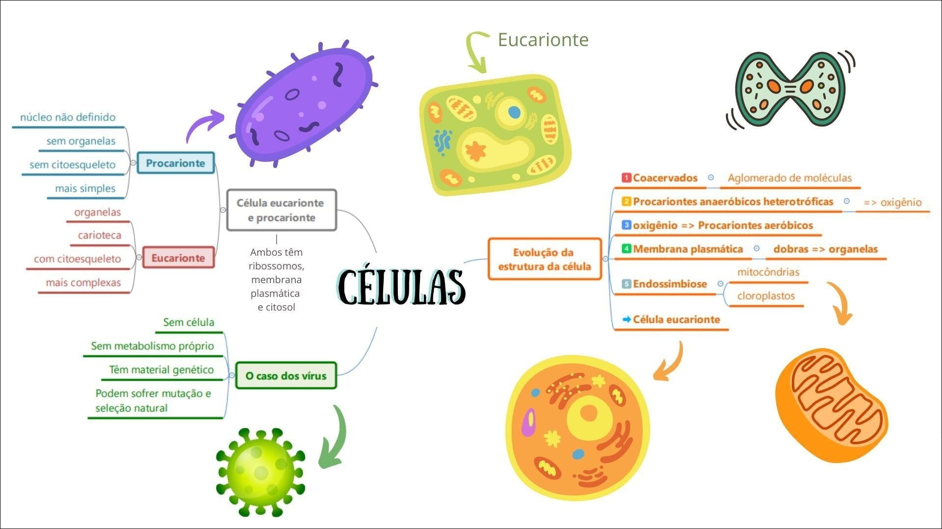 Mapa Mental Sobre Celulas Eucariontes Study Maps