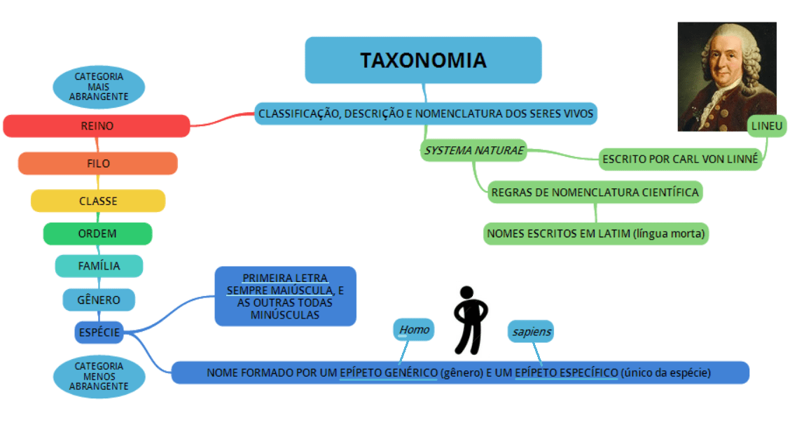 Mapas Mentais Sobre Taxonomia Study Maps