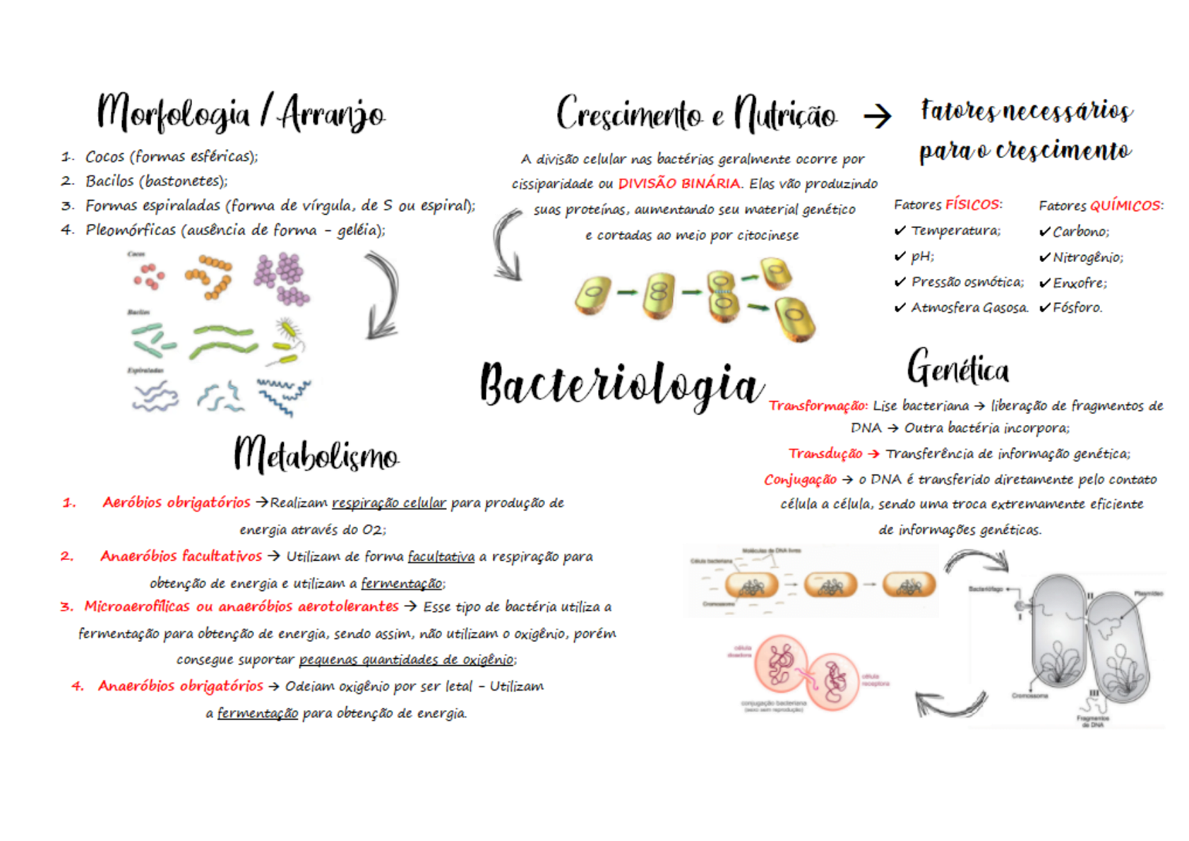 Mapas Mentais Sobre BACTERIOLOGIA Study Maps