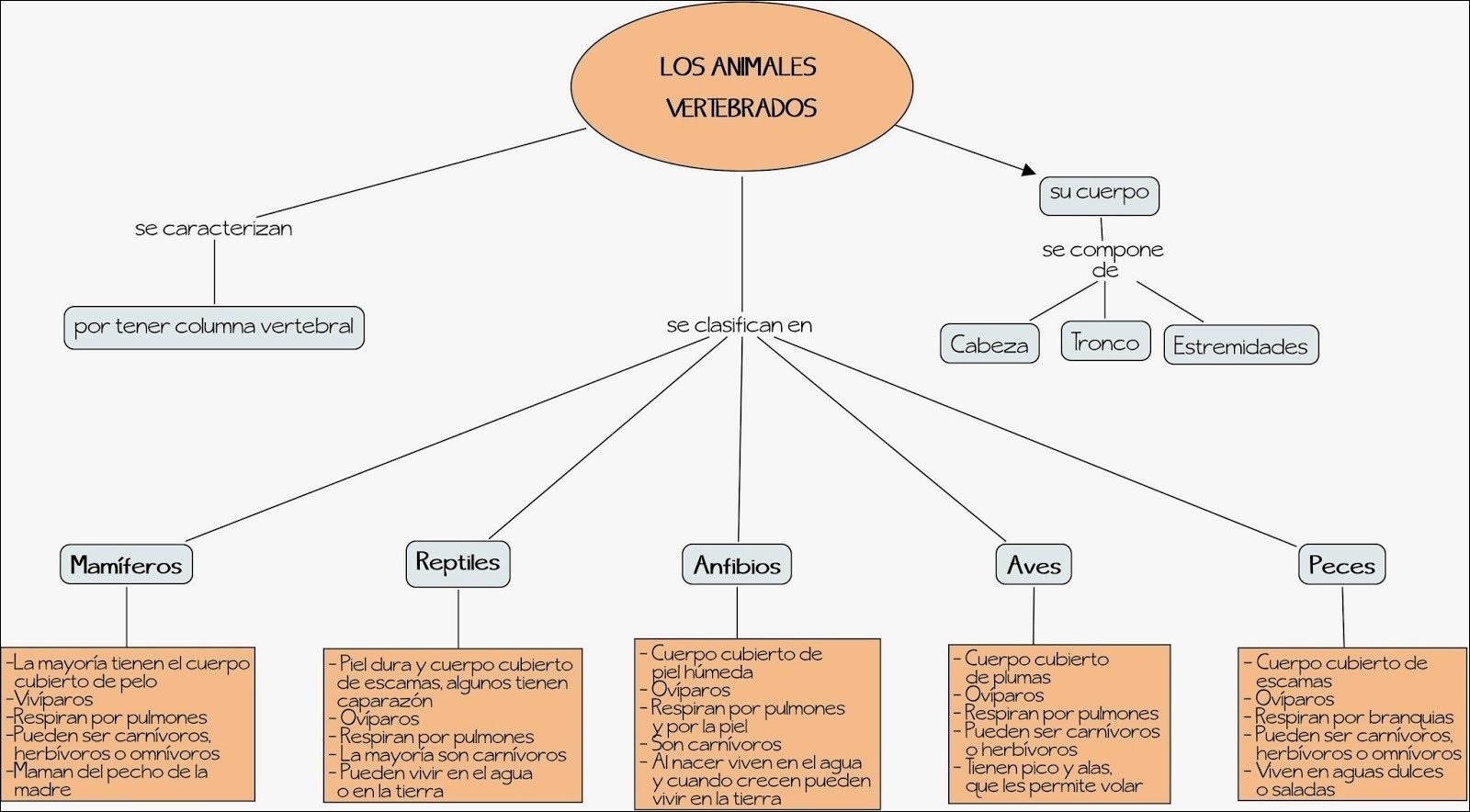 Mapas Mentais Sobre Animais Vertebrados Study Maps