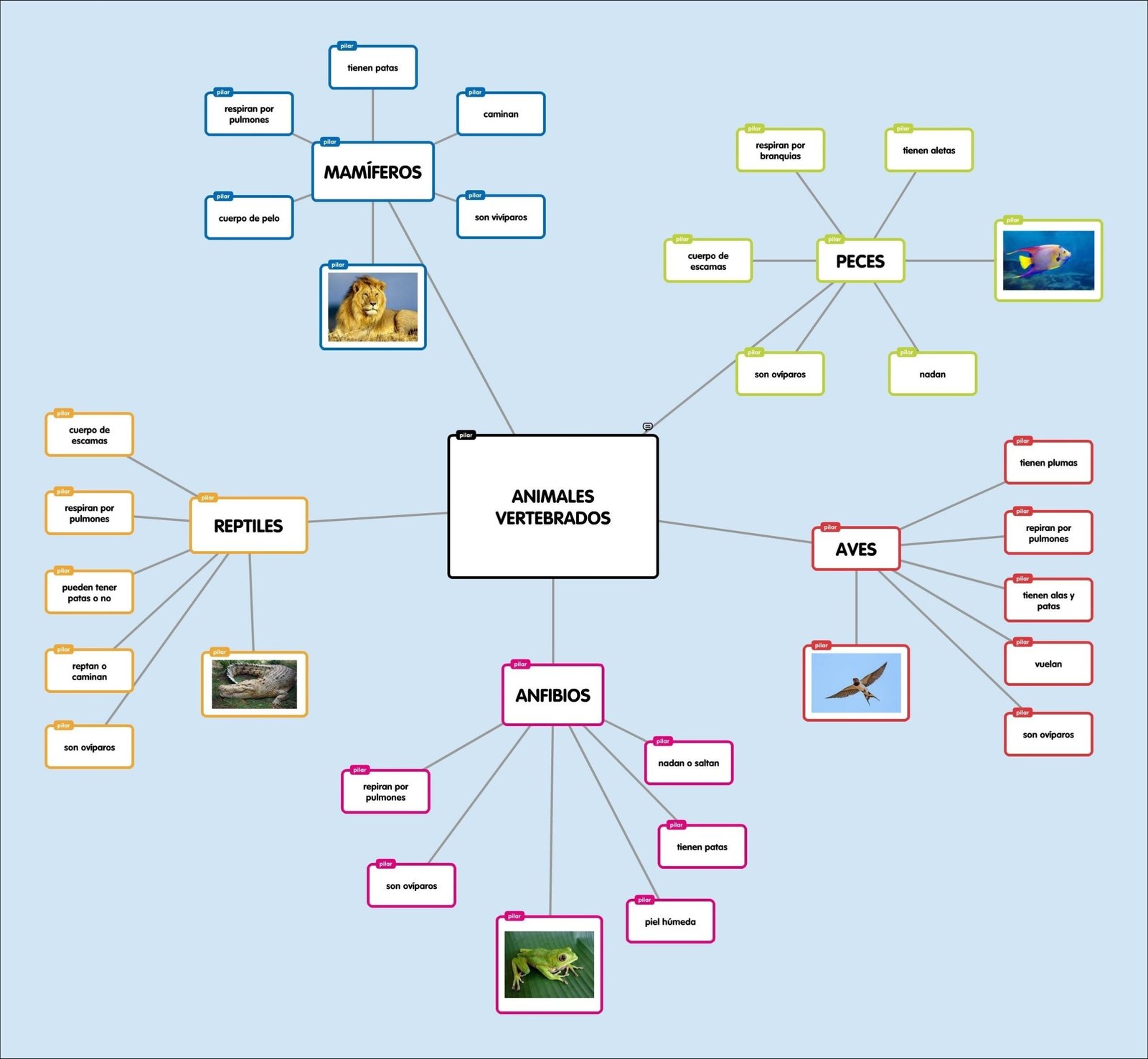 Mapas Mentais Sobre Animais Vertebrados Study Maps The Best Porn