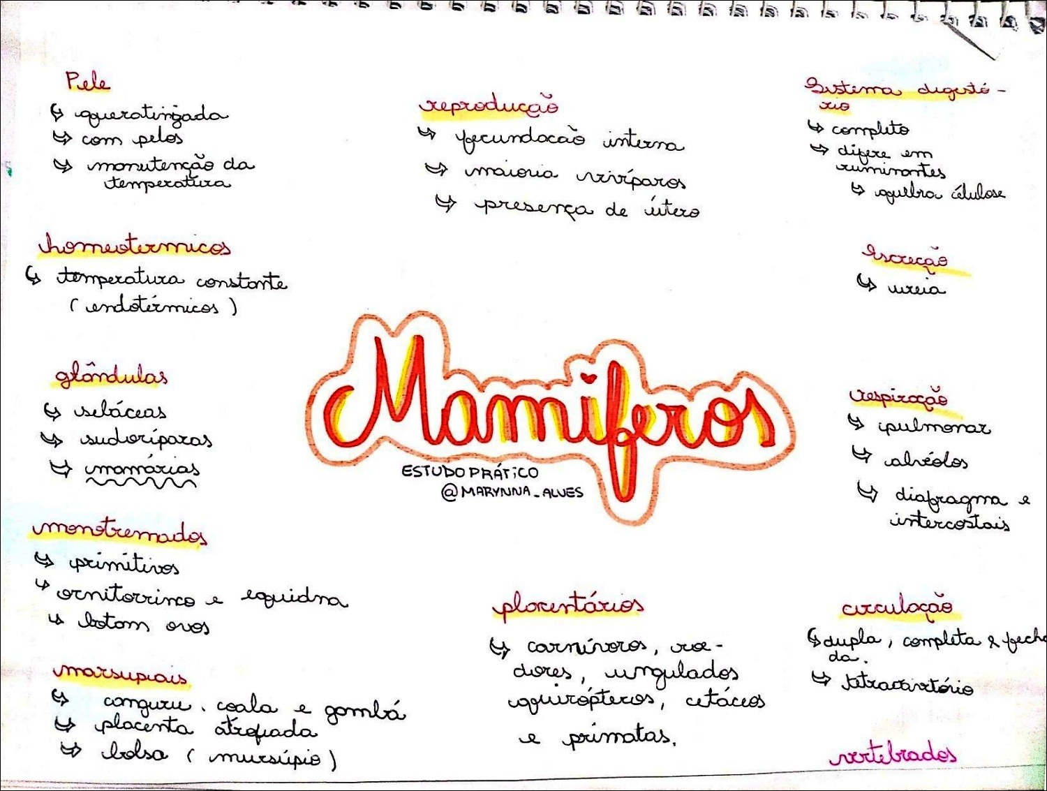 Mapas Mentais Sobre Mamiferos Study Maps