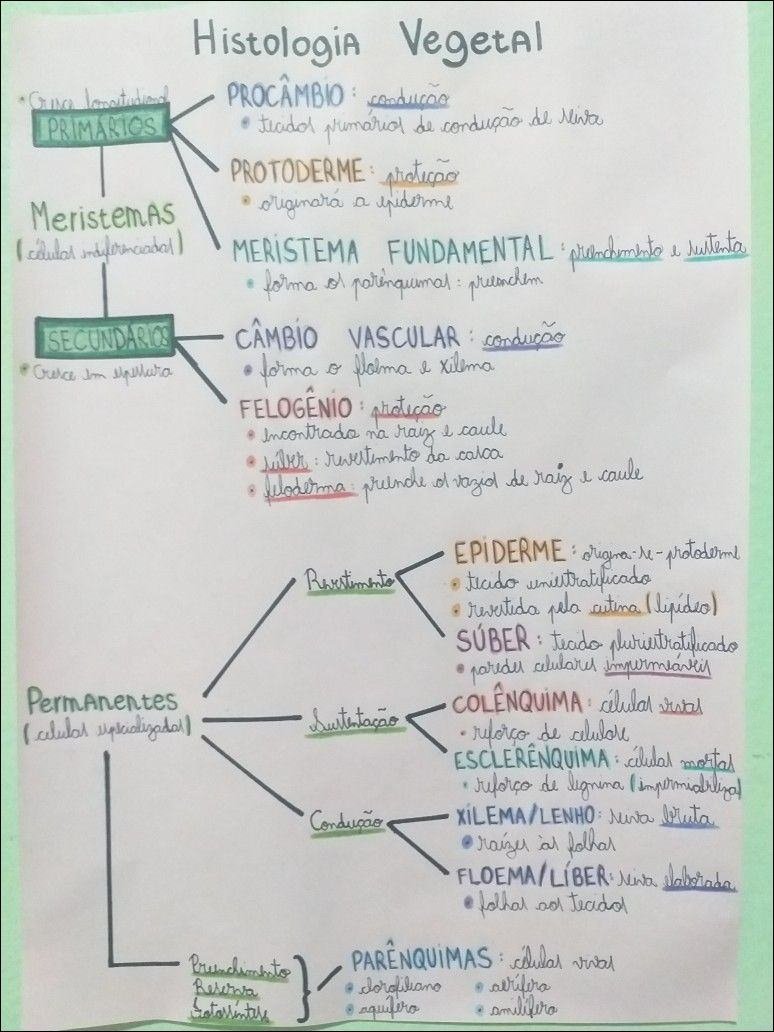 Mapas Mentais Sobre Histologia Vegetal Study Maps