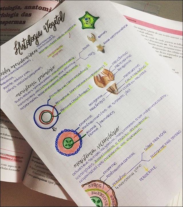 Mapas Mentais Sobre HISTOLOGIA VEGETAL Study Maps