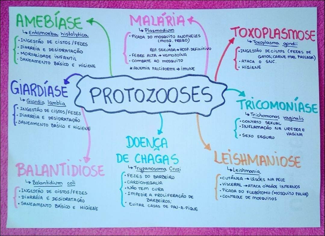 Mapas Mentais Sobre Trypanosoma Cruzi Study Maps