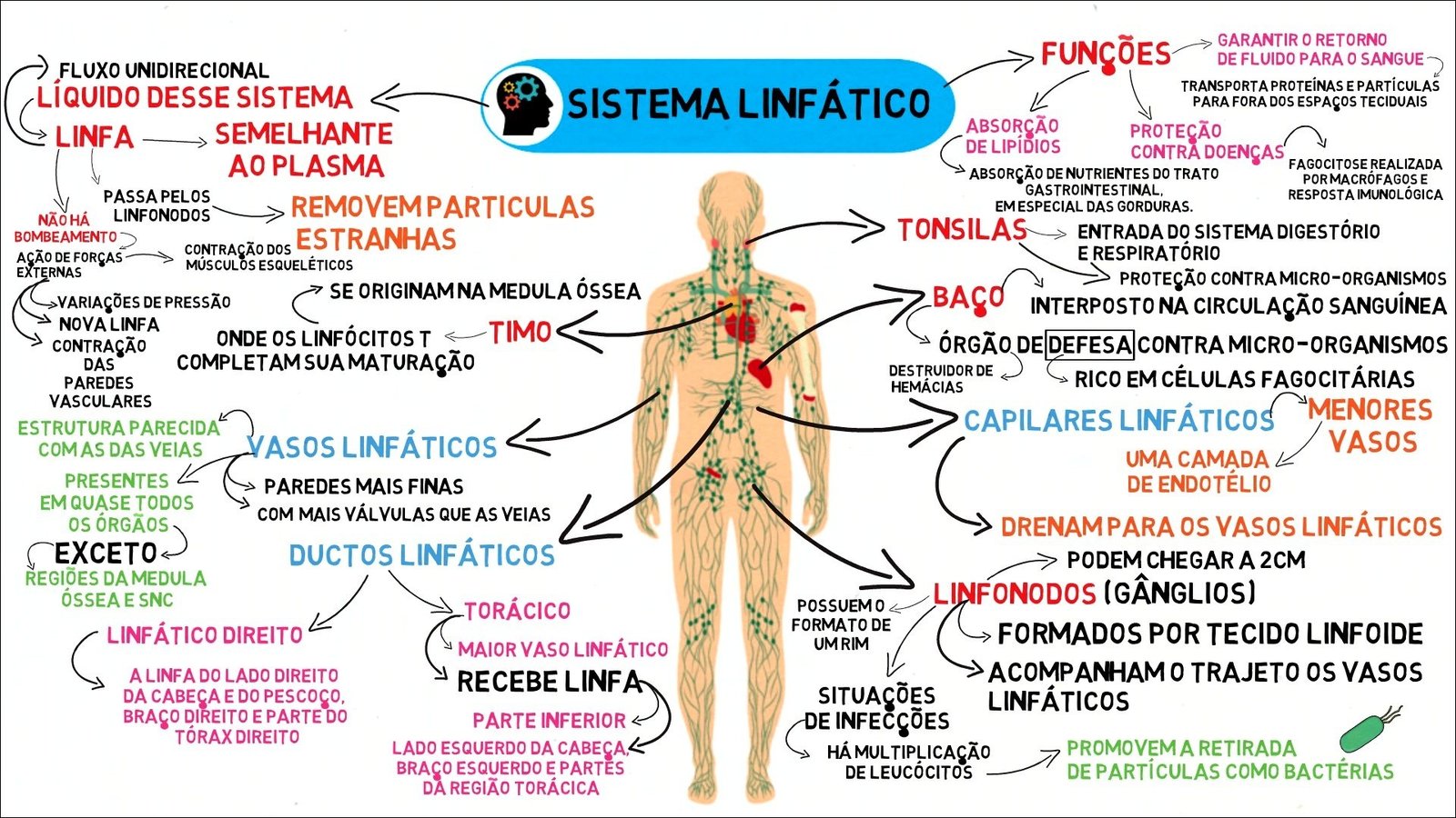 Mapas Mentais Sobre Sistema Linfatico Study Maps The Best Porn Website