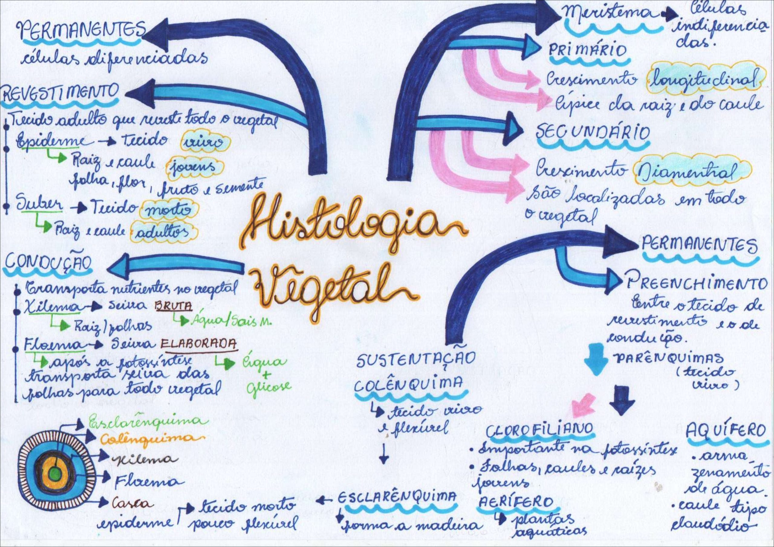 Tecidos Vegetais Mapa Mental Retoedu