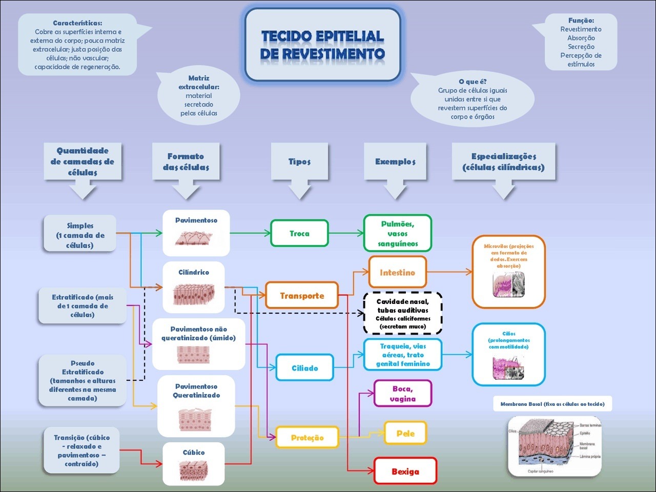 Mapas Mentais Sobre Tecido Epitelial Study Maps The Best Porn Website