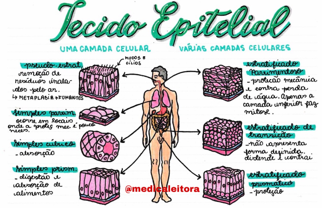 Mapas Mentais Sobre TECIDO EPITELIAL Study Maps