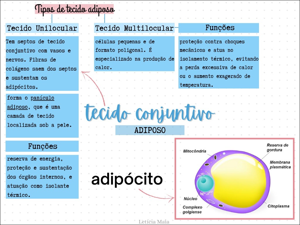 Mapas Mentais Sobre Tecido Adiposo Study Maps