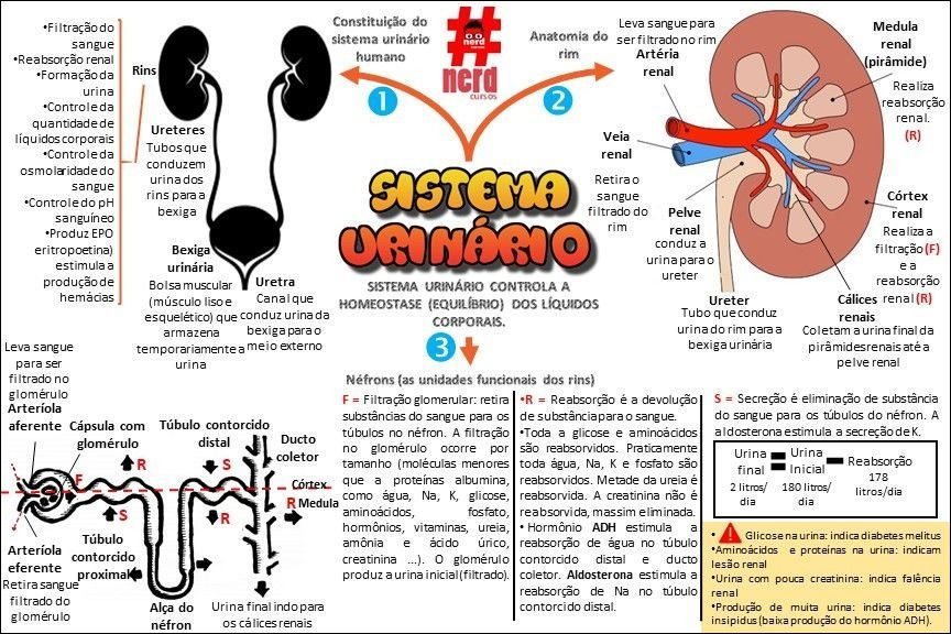 Mapas Mentais Sobre Sistema Urinario Study Maps