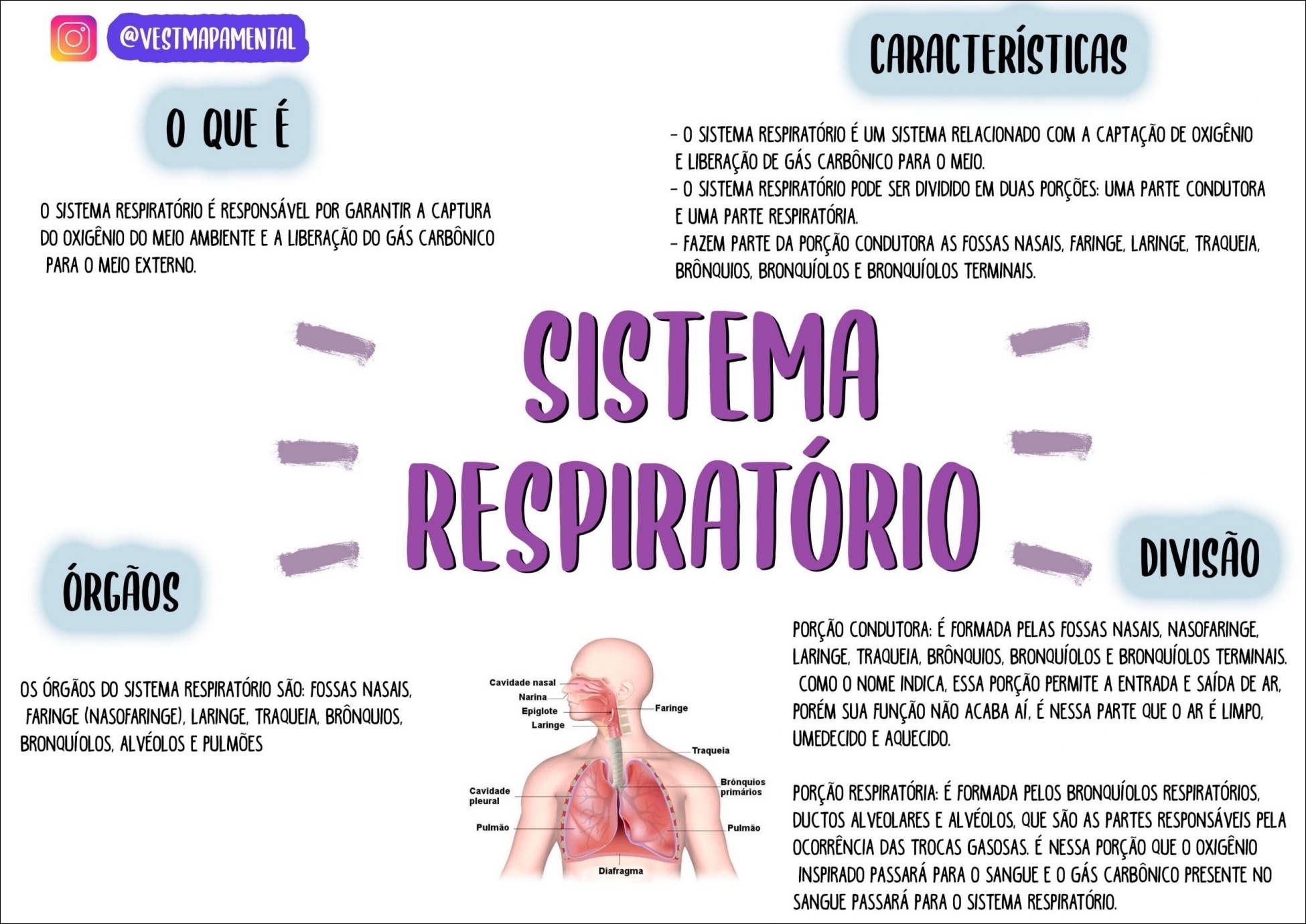Mapas Mentais Sobre Sistema Respirat Rio Study Maps