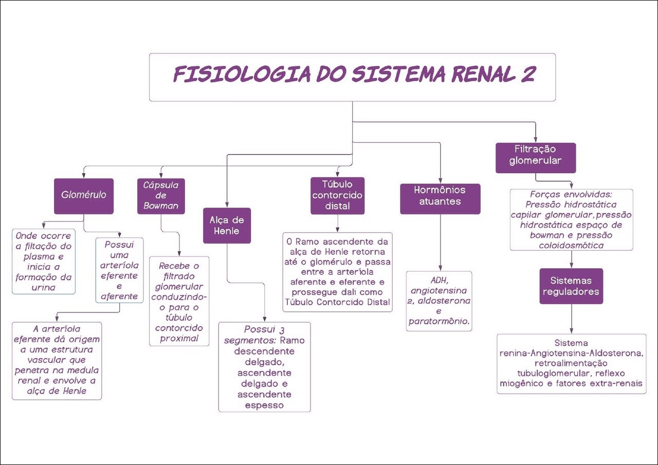 Mapas Mentais Sobre SISTEMA RENAL Study Maps