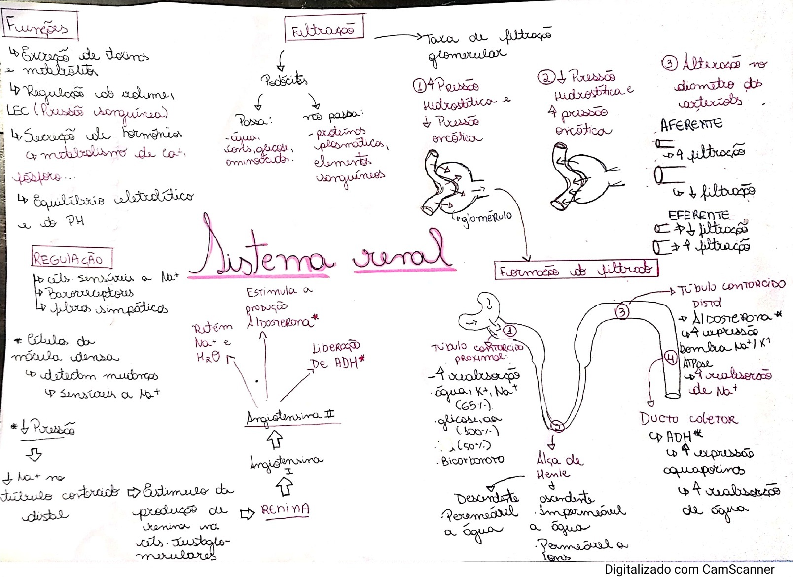 Mapas Mentais Sobre SISTEMA RENAL Study Maps