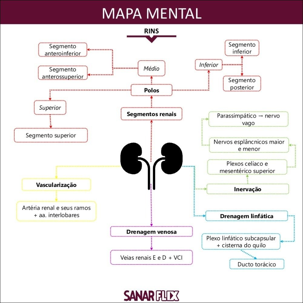 Mapas Mentais Sobre SISTEMA RENAL Study Maps