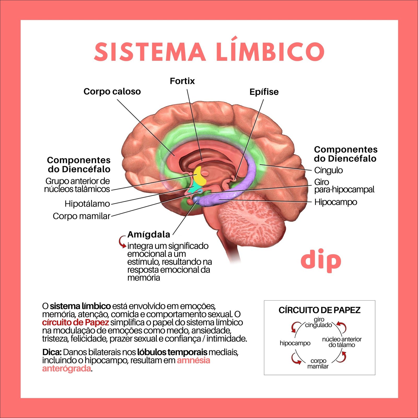 Mapas Mentais Sobre Sistema Limbico Study Maps The Best Porn Website