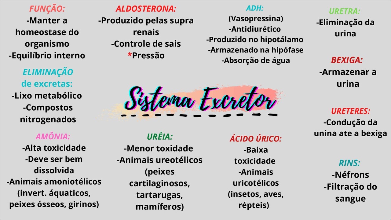 Mapas Mentais Sobre Sistema Excretor Study Maps