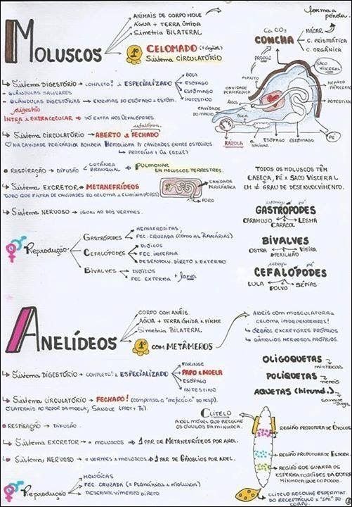 Mapas Mentais Sobre Sistema Digestorio Study Maps