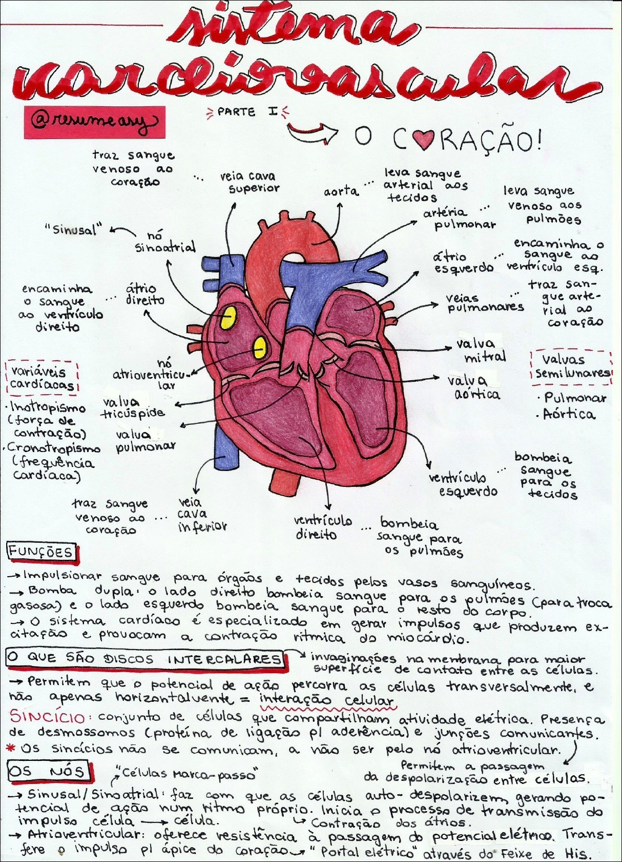 Mapas Mentais Sobre Sistema Cardiovascular Study Maps