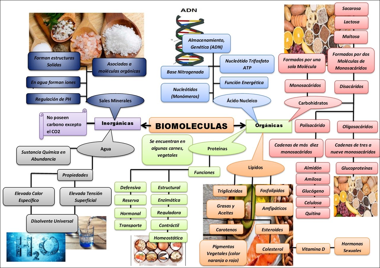 Mapas Mentais Sobre BIOMOLECULAS Study Maps