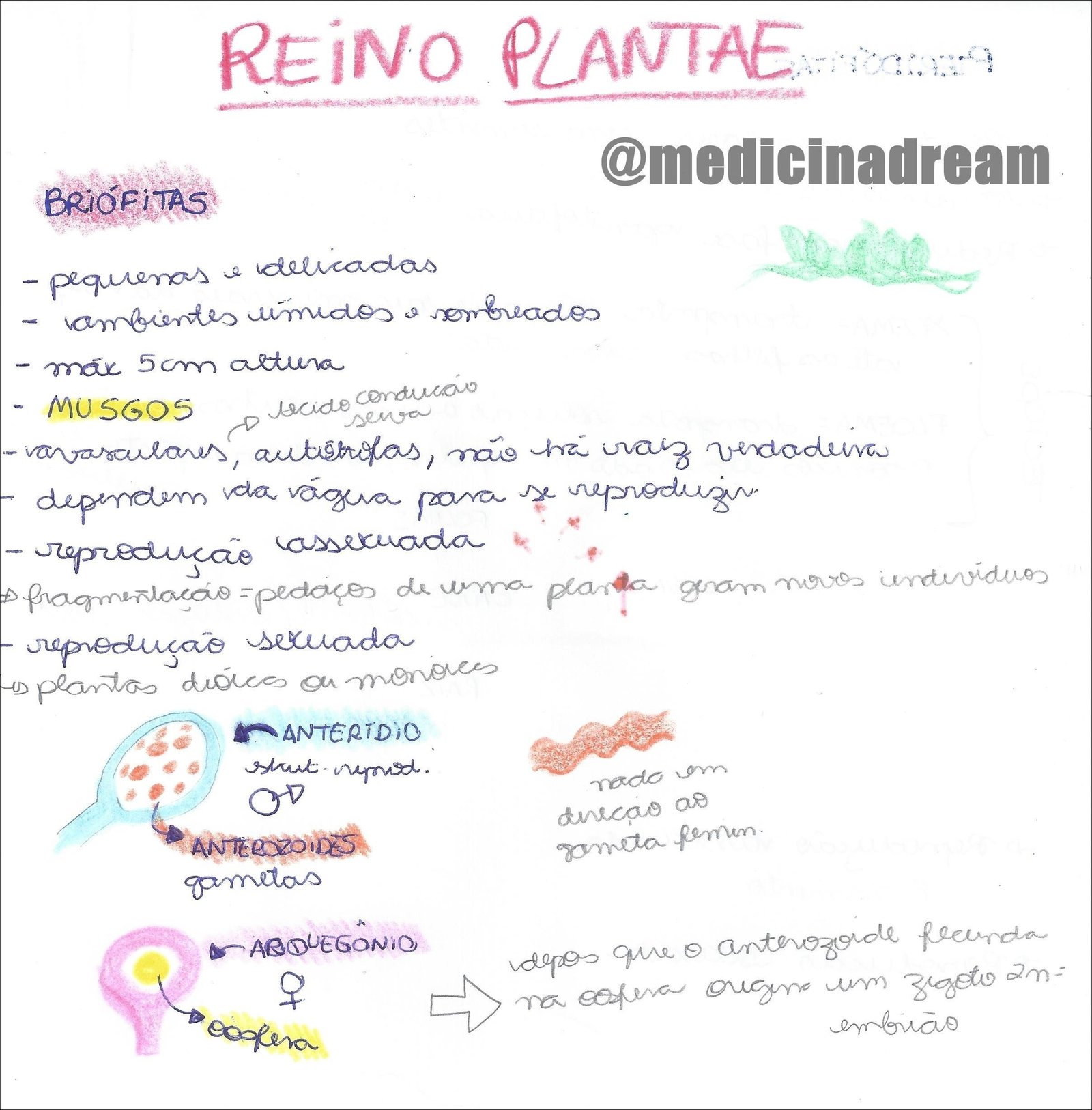 Mapas Mentais Sobre REINO PLANTAE Study Maps 9328 The Best Porn Website