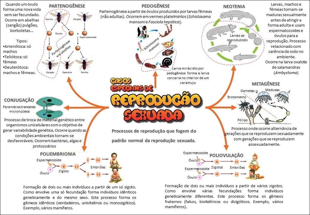 65 Mapas Mentais sobre REPRODUÇÃO ASSEXUADA Study Maps