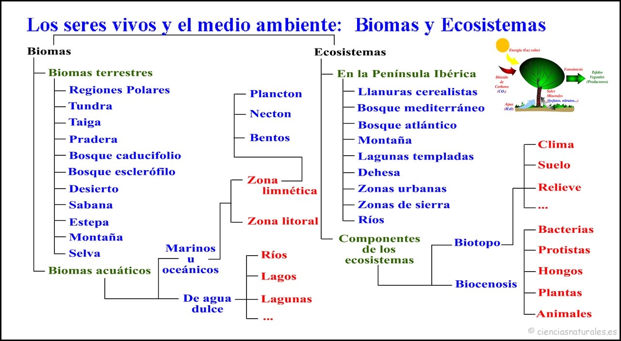 Mapas Mentais Sobre Biomas Study Maps