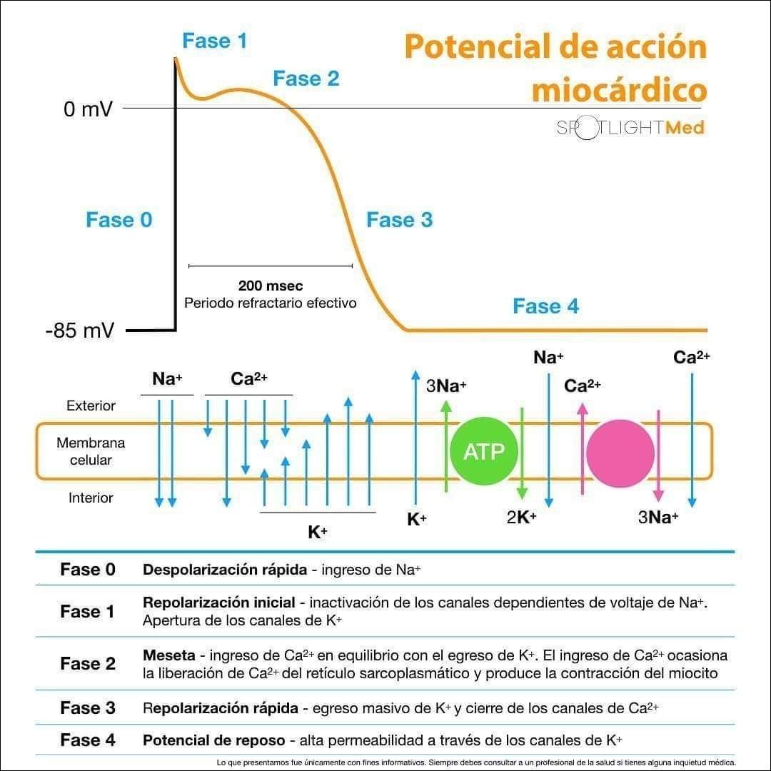 Mapas Mentais sobre POTENCIAL DE AÇÃO Study Maps