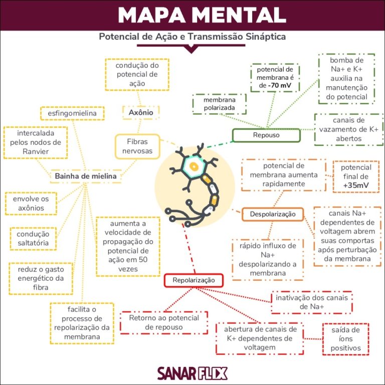 Mapas Mentais Sobre NEUROTRANSMISSORES Study Maps