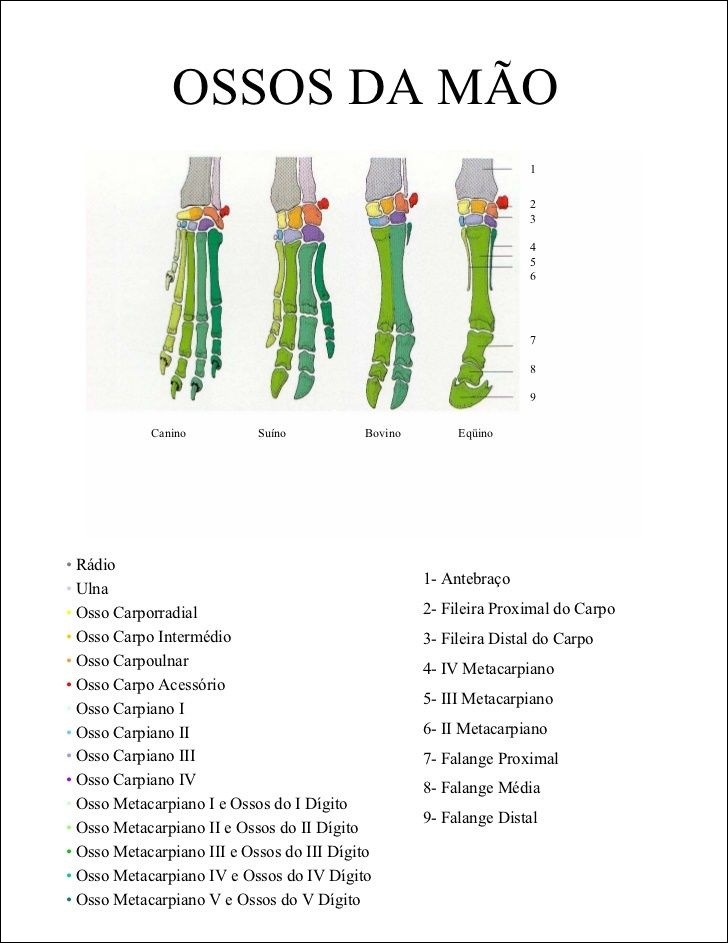 Ossos Metacarpais M O Dos Animais Esquemas Anatomia E Fisiologia