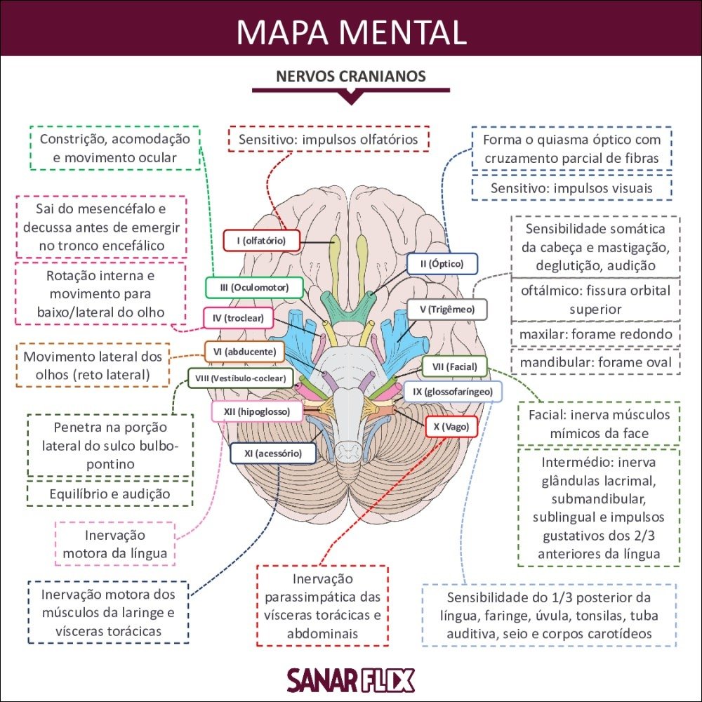 Mapas Mentais Sobre NERVOS CRANIANOS Study Maps