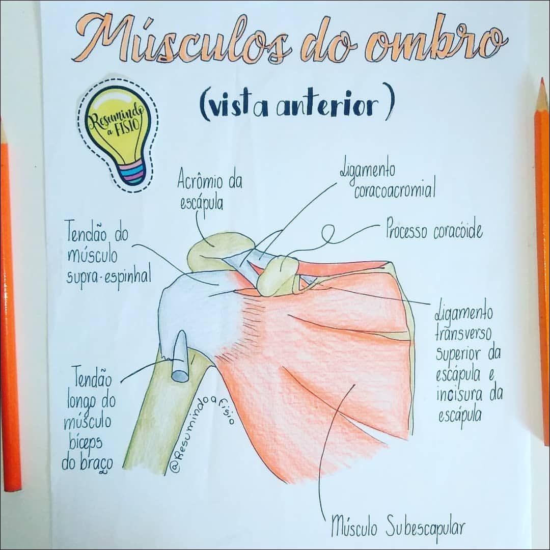 Mapas Mentais Sobre Ombro Study Maps