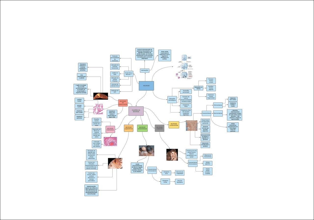 Mapas Mentais Sobre MORTE CELULAR Study Maps