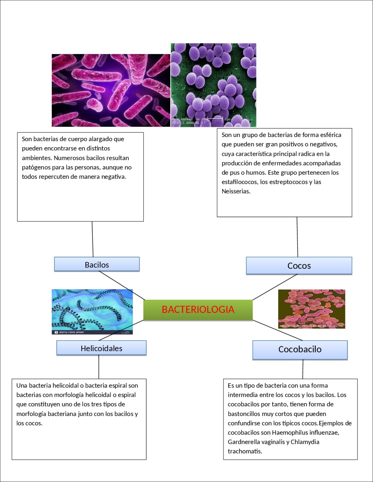 Mapas Mentais Sobre BACTERIOLOGIA Study Maps