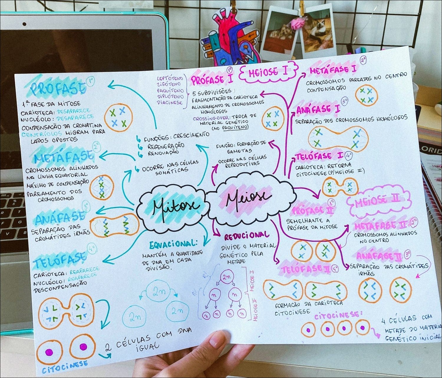 Mapas Mentais Sobre MEIOSE Study Maps