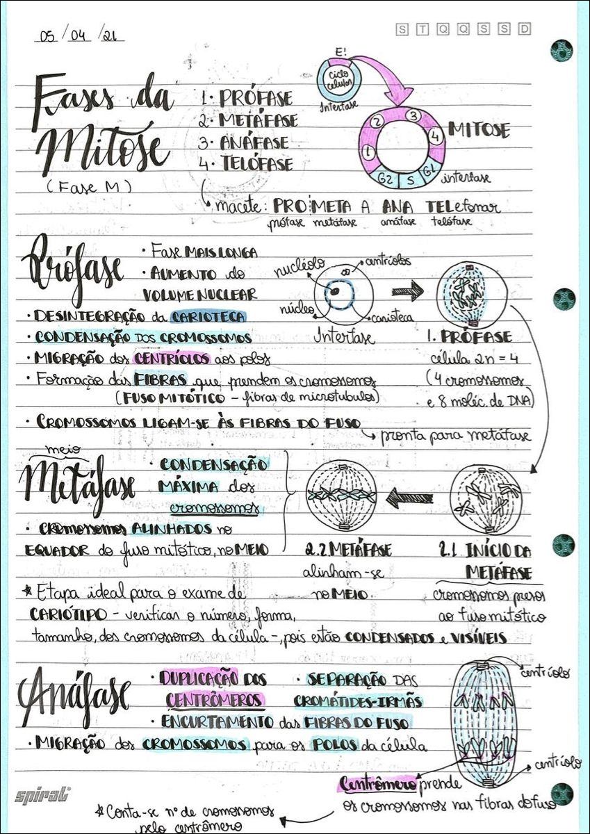 Mapas Mentais Sobre Ciclo Celular Study Maps