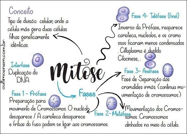 Mapas Mentais Sobre Mitose Study Maps