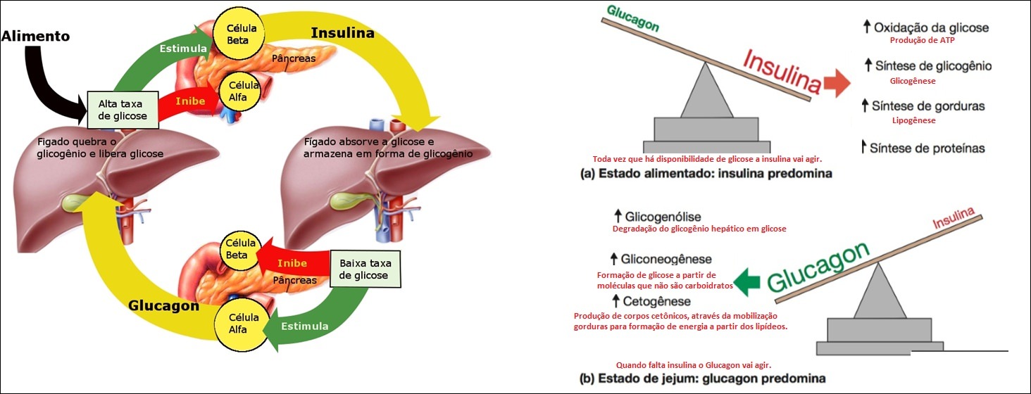 Mapas Mentais Sobre Glicose Study Maps