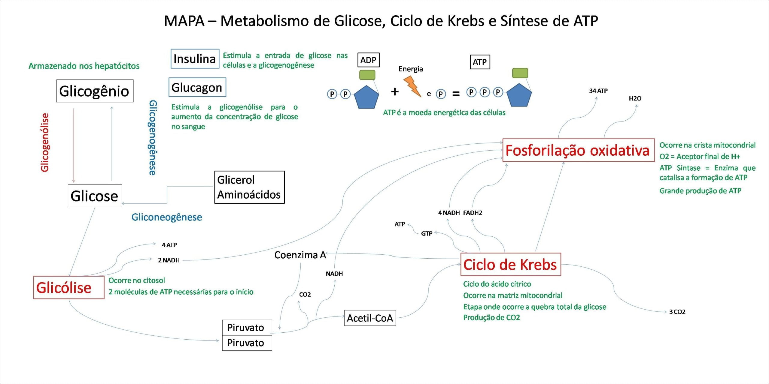 Mapas Mentais Sobre Glicose Study Maps