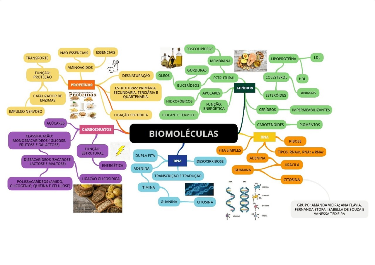 Mapas Mentais Sobre Biomoleculas Study Maps