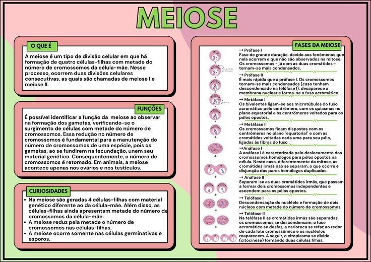 Mapas Mentais Sobre Meiose Study Maps