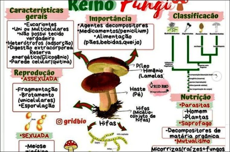 Mapas Mentais Sobre Fungos Study Maps