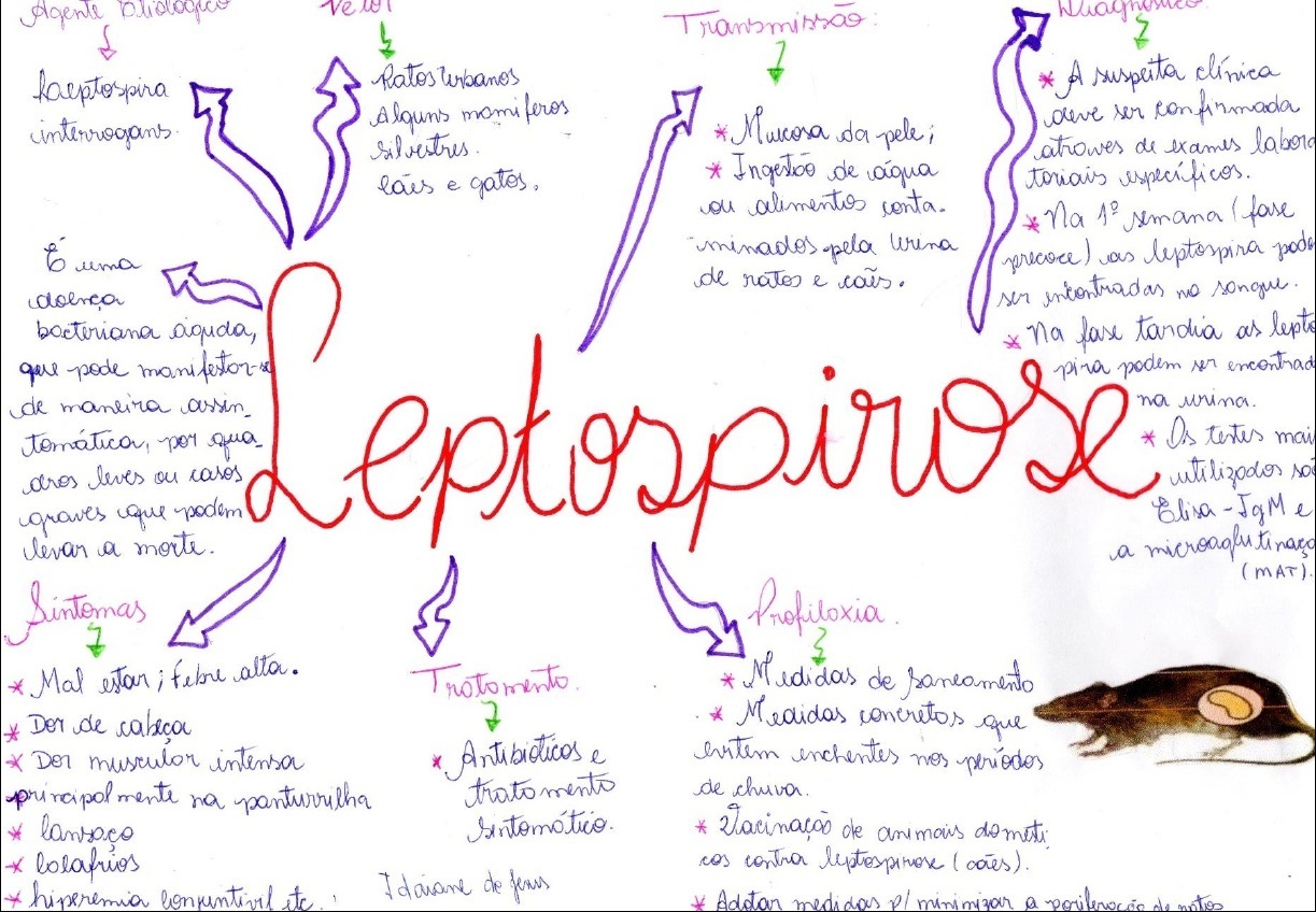 Mapas Mentais Sobre LEPTOSPIROSE Study Maps