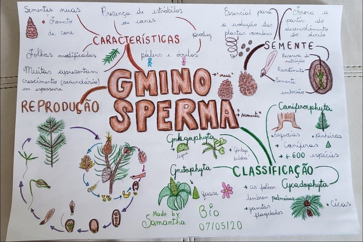 Mapas Mentais Sobre Gimnospermas Study Maps